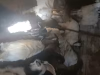 Cabro, Cabras — foto 3