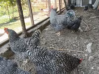 Chickens — फ़ोटो 5