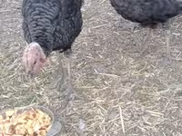 Turkeys — Foto 3