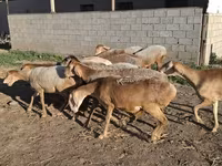 نعجة, Hissar sheep — الصورة 7