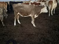 Kuh, Swiss cattle — Foto 8