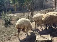 Schaf, Schafe — Foto 8