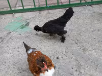 Japanisches Bantam — Foto 4