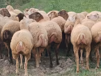 Oveja, Ovejas — foto 1