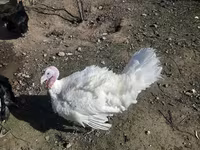 Blanca de pechuga ancha — foto 2
