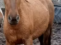 Madyan, Trakehner — foto 4