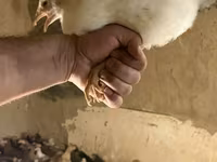Chickens — الصورة 6