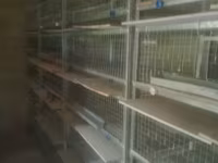 Sənaye tipli quşçuluq qəfəs sistemi - Material: sinklənmiş metal — الصورة 2