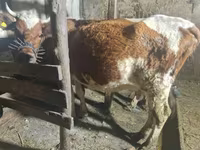 Kuh, Latvian Blue cattle — Foto 1
