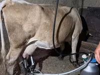 Cow, Cattle — photo 3