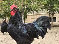 Australorp — photo 4