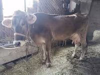 Kuh, Alatau-Rasse — Foto 4