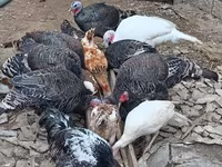 Turkeys — الصورة 3