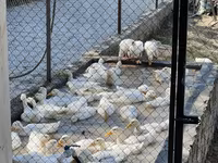 Ducks — Foto 3