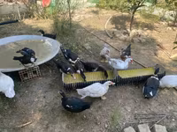 Ducks — फ़ोटो 6