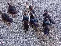 Domestic Muscovy — 2-rasm