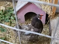 Brahma — Foto 2