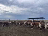 गाय, हेरफोर्ड — फ़ोटो 1