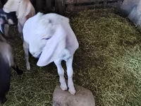 Теке, Nubian Goat — 5-сурет
