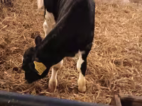 Buqa, Russian Black pied cattle — 8-rasm