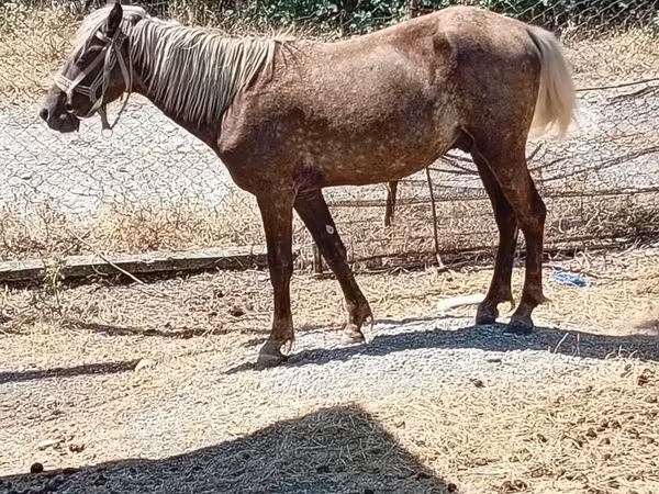 Caballos (lote, sexo no especificado), Caballos