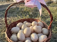 Ducks — الصورة 1