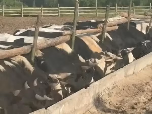 Bulle, Holstein-Rasse