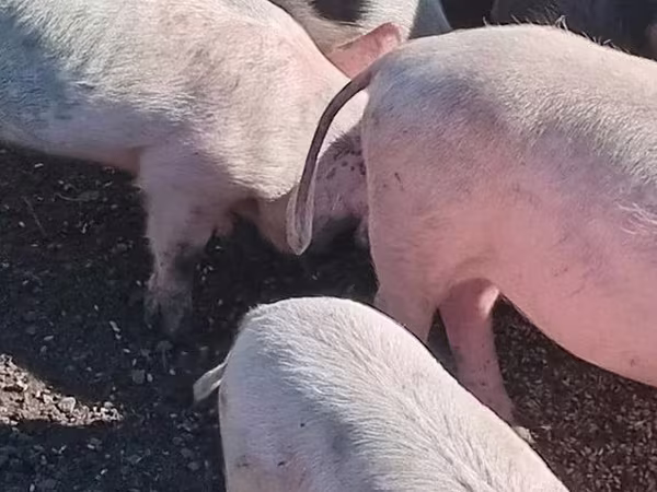 Cerdos (lote, sexo no especificado), Cerdos