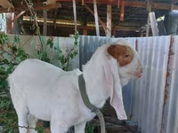 Keçi, Kamori goats — foto 4