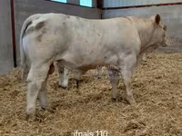 公牛, Charolais cattle — 照片 2