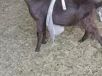 تيس, LaMancha goats — الصورة 5