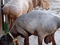 Ram, Ordabasy sheep — photo 1