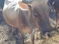 Vaca, Ganado vacuno — foto 2
