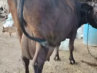Kuh, Wilder Yak — Foto 3