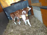 Бұқа, Simmental cattle — 1-сурет