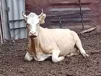 Kuh, Latvian Blue cattle — Foto 6