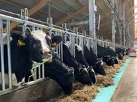Cow, Holstein breed — photo 2