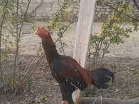 Chickens — الصورة 3