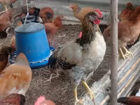 Chickens — Foto 3
