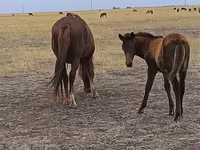 Mare, Horse breed — photo 2