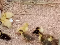 Ducks — Foto 1