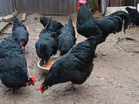 Australorp — Foto 4
