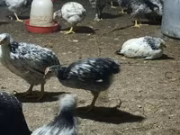 Chickens — photo 3