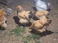 Brahma — photo 2