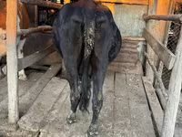 Sigir, Latvian Blue cattle — 6-rasm