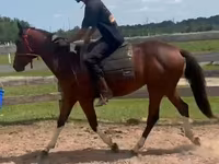 Hengst, Thoroughbred horse — Foto 2