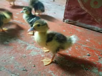 Ducks — Foto 5