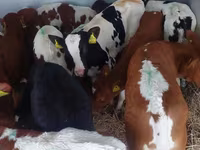 Toro, Simmental cattle — foto 3