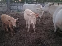 Rinder (Partie, Geschlecht nicht angegeben), Swiss cattle — Foto 2