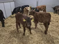 Cow, Simmental cattle — photo 1